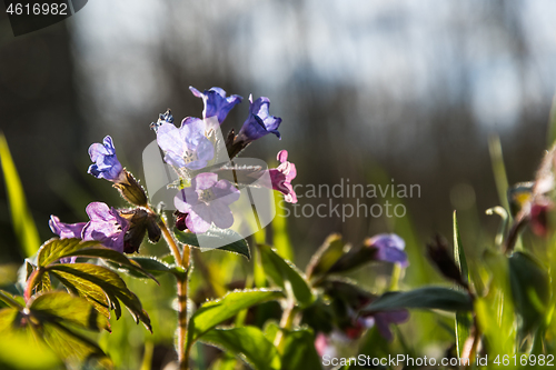 Image of Pink and blue flowers close up