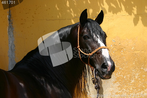 Image of Beautiful Andalusian stallion