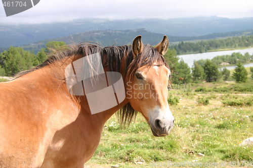 Image of Horse in the mountains