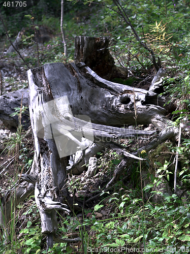 Image of Stump