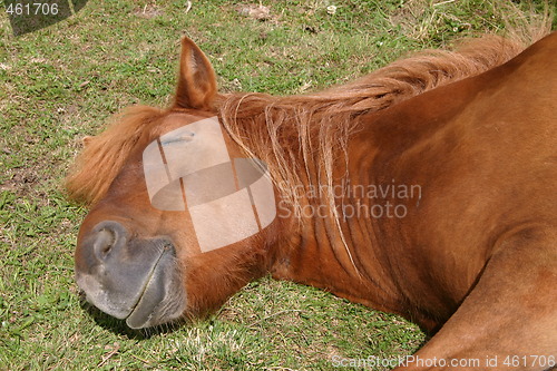 Image of Pony taking a nap in the sun