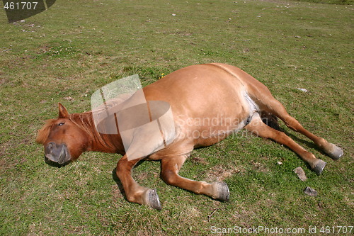 Image of Pony resting