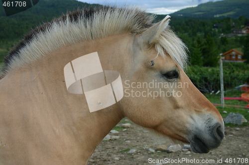 Image of Portrait of a Norwegian Fjord Horse