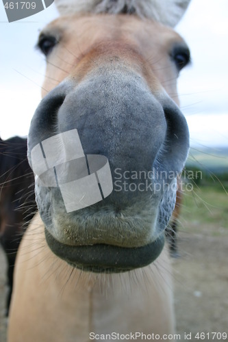 Image of Nosy horse