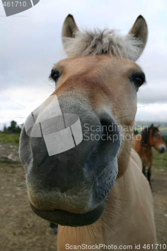 Image of Nosy horse