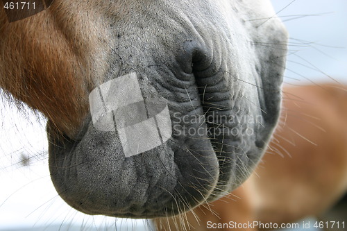 Image of Horse mouth