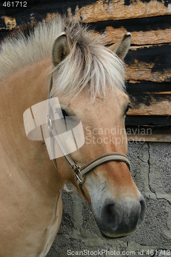 Image of Portrait of a Norwegian Fjord Horse