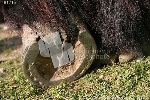 Image of Horse hoof