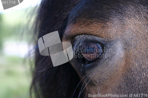 Image of Horse eye