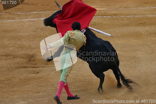 Image of Bullfighter