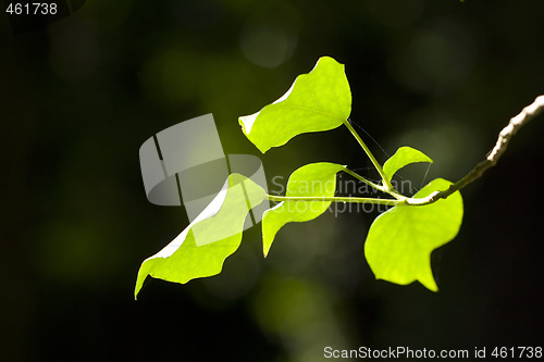 Image of Leaves