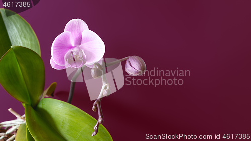 Image of pink phalaenopsis orchid flower