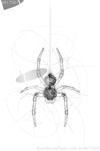 Image of spider doodle