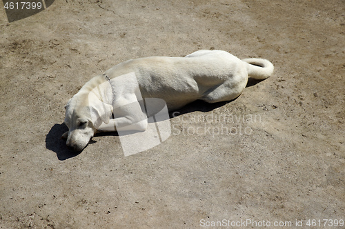 Image of sleeping dog Bali Indonesia