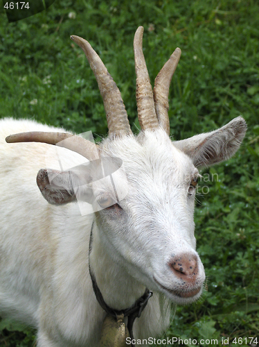 Image of Goat with four horns