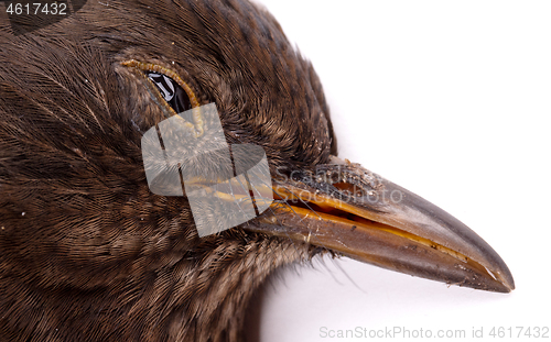 Image of Dead blackbird isolated