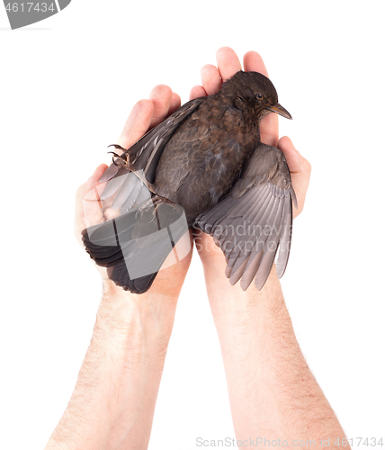 Image of Adult holding a dead blackbird isolated
