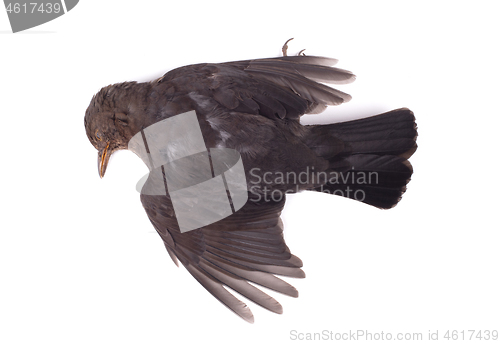 Image of Dead blackbird isolated