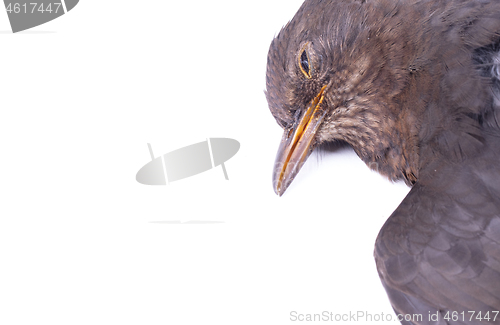 Image of Dead blackbird isolated