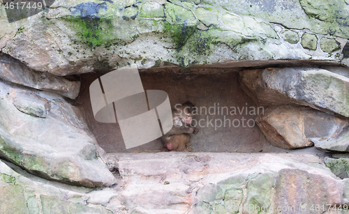 Image of Small baboon hiding in the rocks