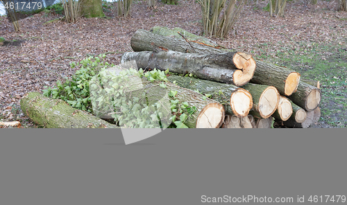 Image of Stack of wood in the forrest