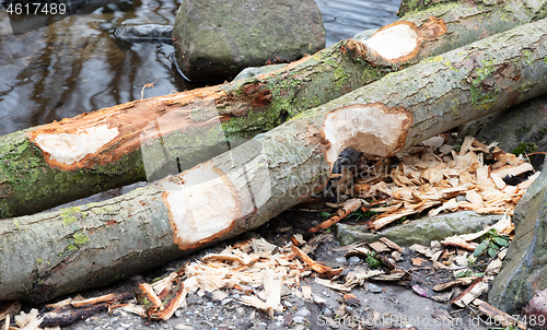 Image of Beaver bite marks on tree trunk