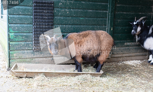 Image of Old goat eating hay