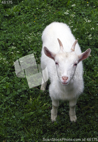 Image of Goat