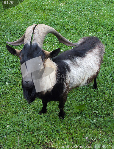 Image of Goat