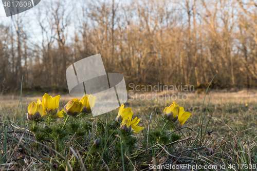 Image of Blossom yellow flowers in a forest glade