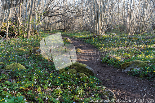 Image of Spring flowers by a winding footpath