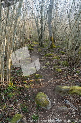 Image of Moss covered stones on a winding footpath
