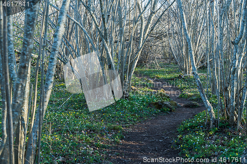 Image of Winding pathway surrounded with blossom flowers