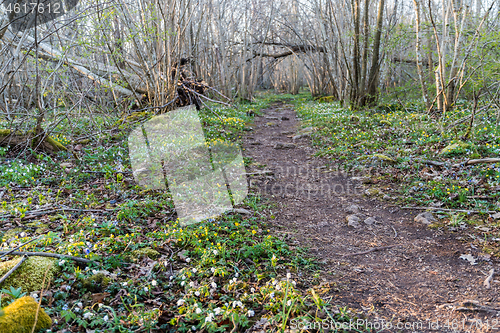 Image of Winding footpath in spring season