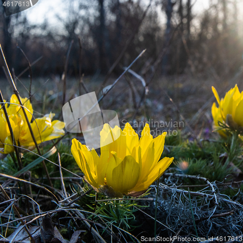 Image of Sunlit Pheseants Eye flower close up
