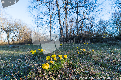 Image of Blossom yellow Adonis flowers in the wild