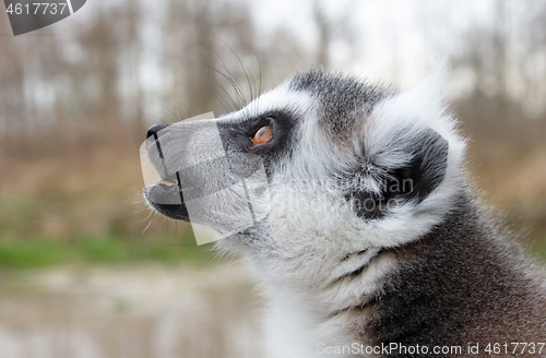 Image of Ring-Tailed Lemur closeup portrait, a large gray primate with go