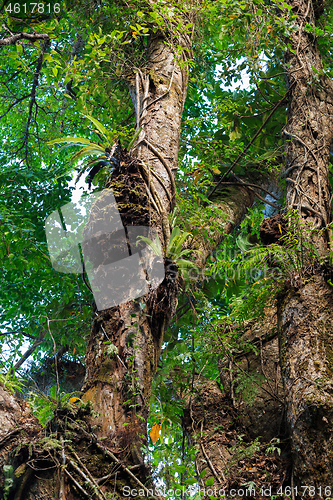 Image of Rainforest in Nosy Mangabe, Madagascar wilderness