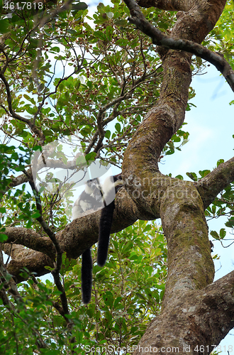 Image of Black-and-white ruffed lemur, Madagascar wildlife