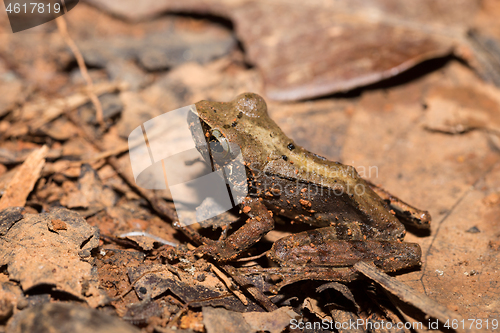 Image of frog Climbing Mantella, Madagascar wildlife