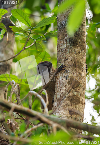 Image of female of white-headed lemur Madagascar wildlife