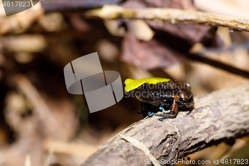 Image of frog Climbing Mantella, Madagascar wildlife