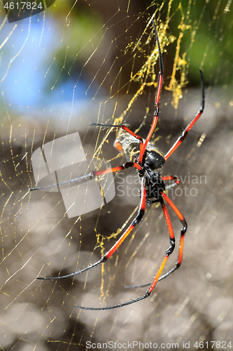 Image of Golden silk orb-weaver on net Madagascar wildlife