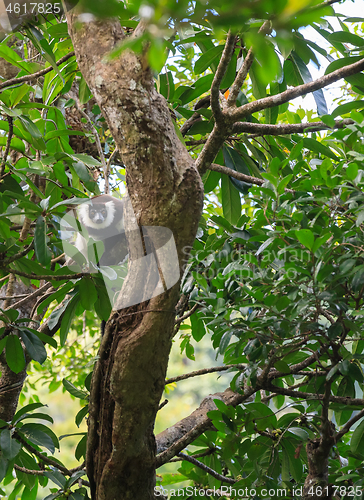 Image of Black-and-white ruffed lemur, Madagascar wildlife