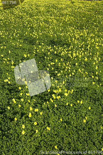 Image of Green and Yellow field