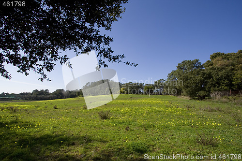Image of Perfect green landscape