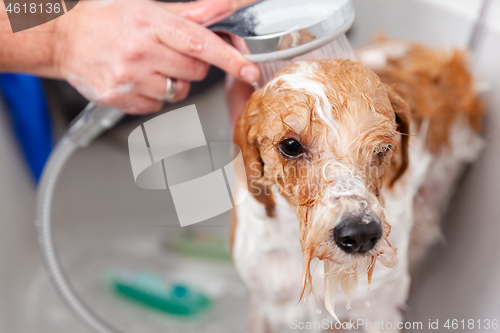 Image of bathing a cute dog