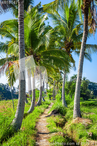 Image of Palm trees with a path in Bali Indonesia