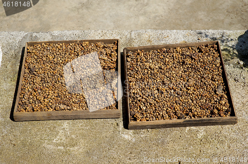 Image of coffee beans at Bali Indonesia