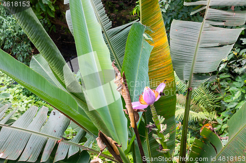 Image of real wildlife blossoming banana plant